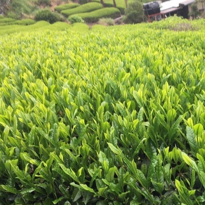 静岡 川根茶 ハ十八夜手摘み特上茶 新茶前セール