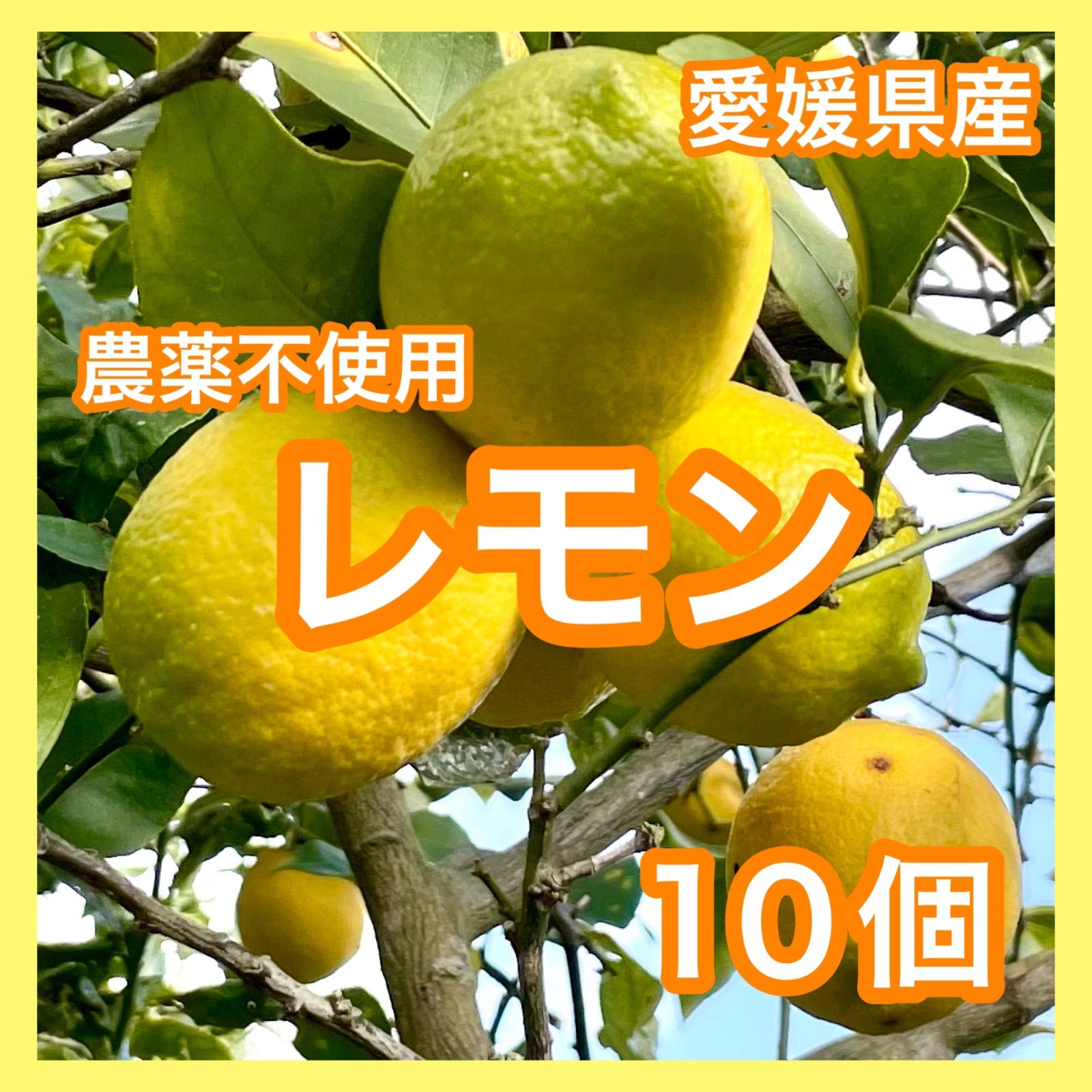 国産レモン 愛媛県産 ☆6 - 果物