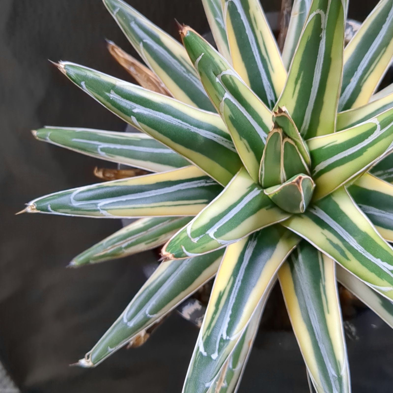 P .ベイチーハイシールド ビカクシダ コウモリラン 中株 観葉植物 シダ