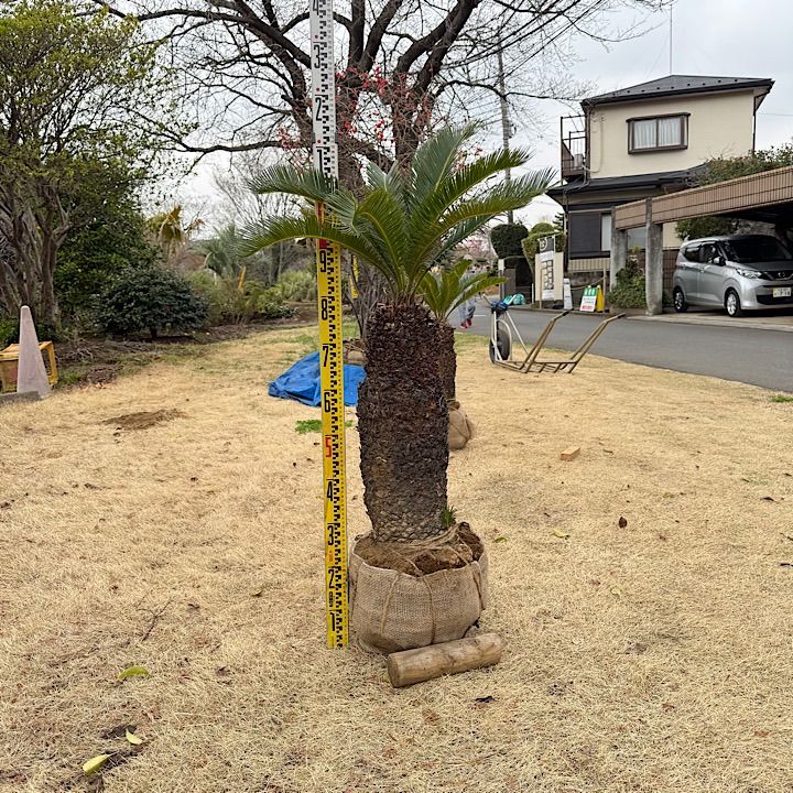 ソテツ 大型 横幅約120cm ソテツ 大型 横幅約120cm 【公式通販】