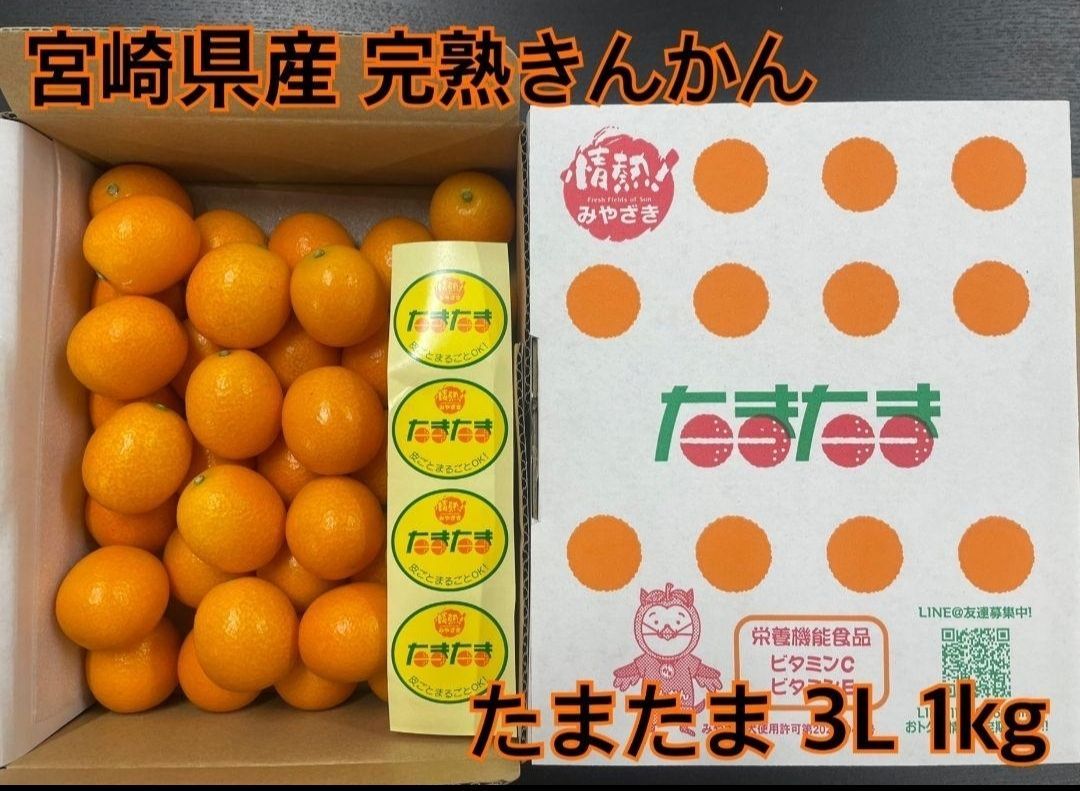 たまたま 金柑 完熟 きんかん 宮崎県産 3Ｌサイズ １㎏ 専用箱入り