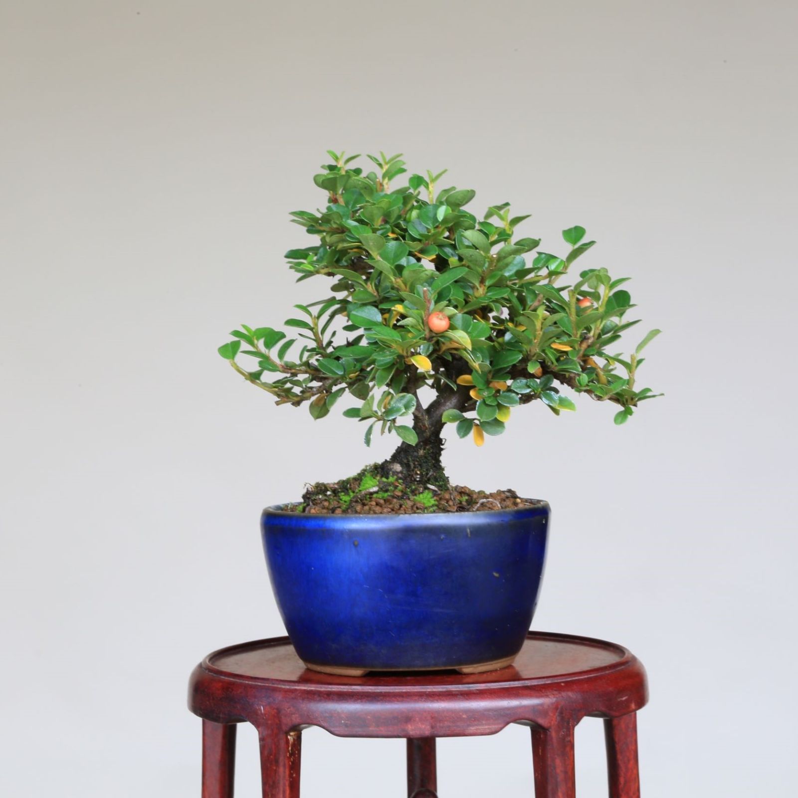 紅紫檀 ベニシタン ミニ盆栽 メルカリshops