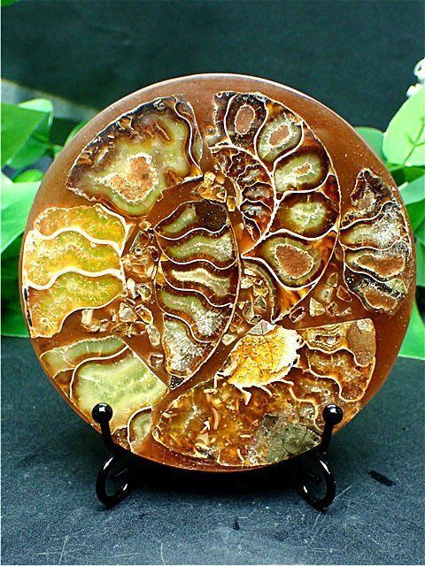 高品質，大人気 ☆AAA級☆貴重－アンモナイト縫合線オパール化石標本