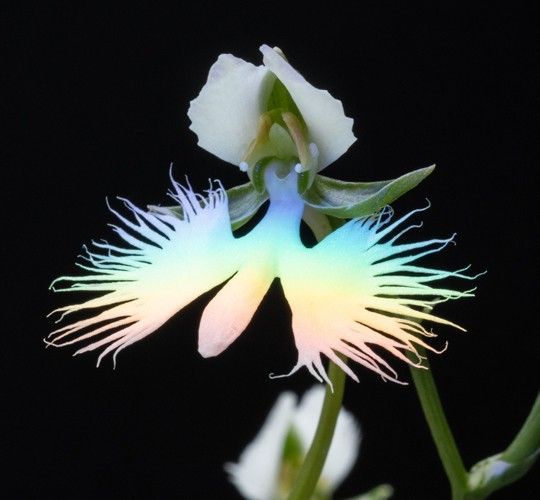 サギソウの喜び｜光川十洋 額装写真作品 2部 WWW_IBETON_RU