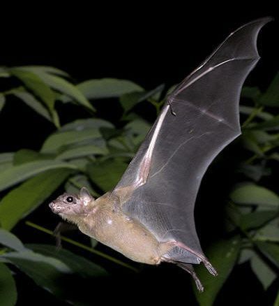 羽を広げた デマレルーセットオオコウモリの全身骨格標本 - メルカリ