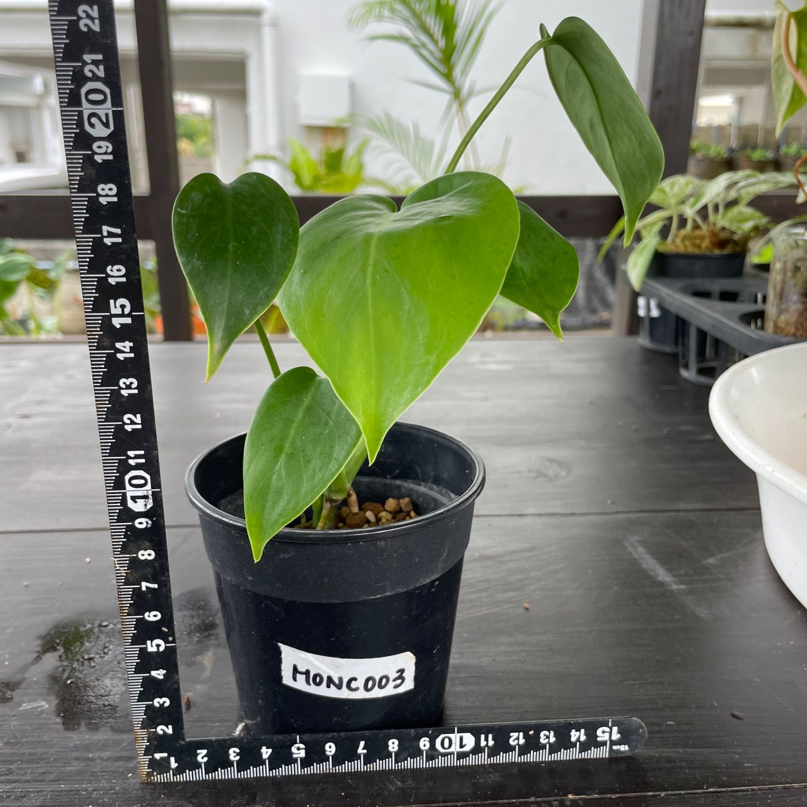 モンステラ　デリシオーサ　コンパクタ　Monstera deliciosa Compacta