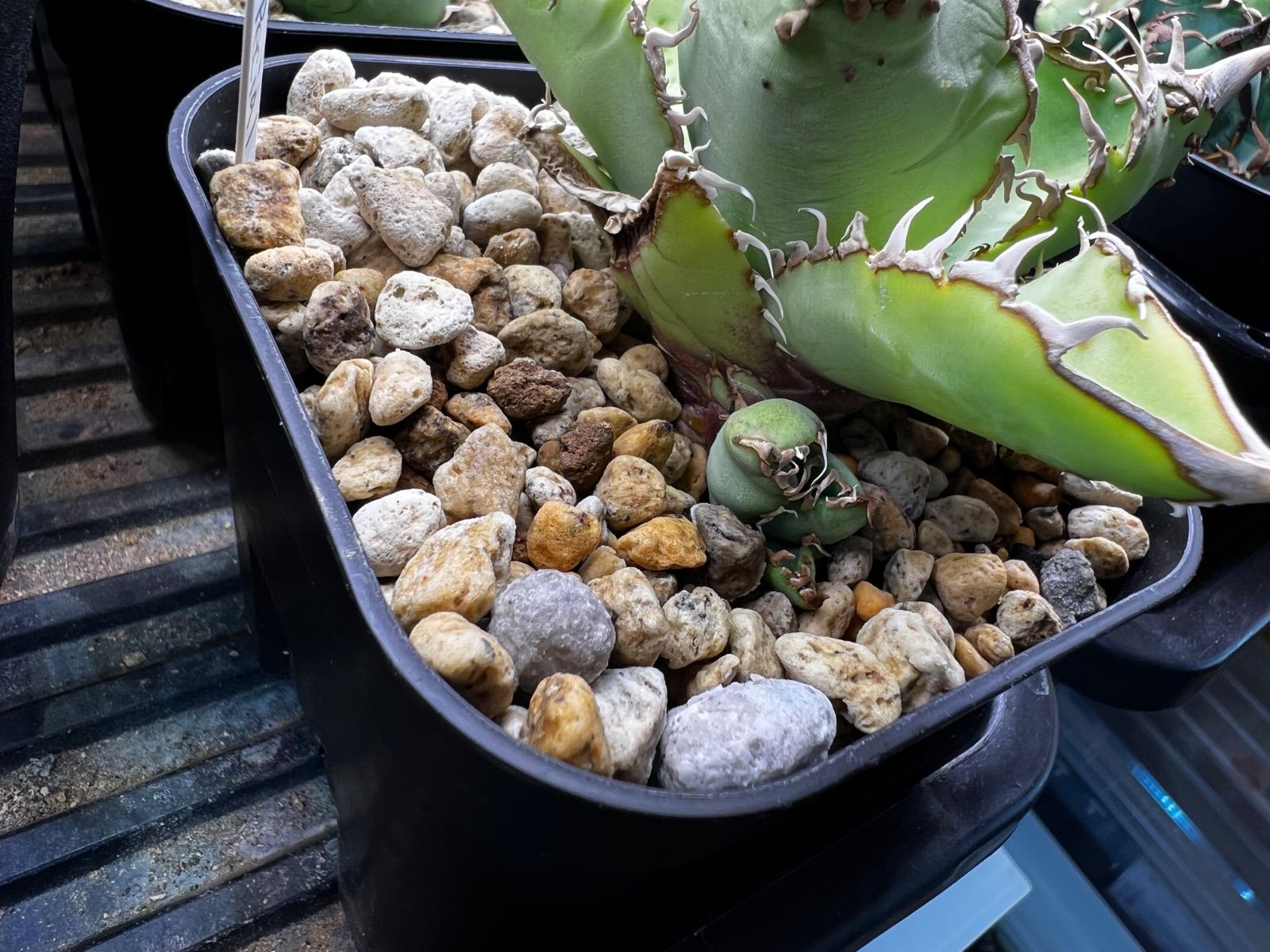 Nakano Special アガベ ぶつぶつ - メルカリ