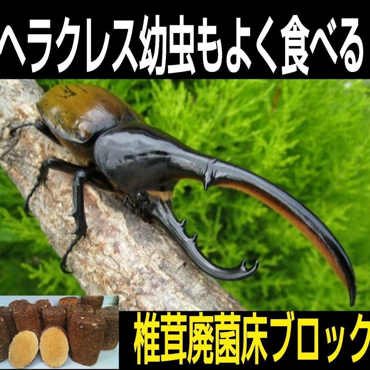 割れてる！椎茸廃菌床4ブロック分☆カブトムシ、クワガタ幼虫の