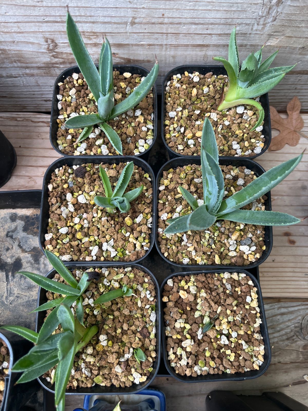 特上　火鉢　睡蓮鉢　メダカ鉢 特上 火鉢 睡蓮鉢 メダカ鉢