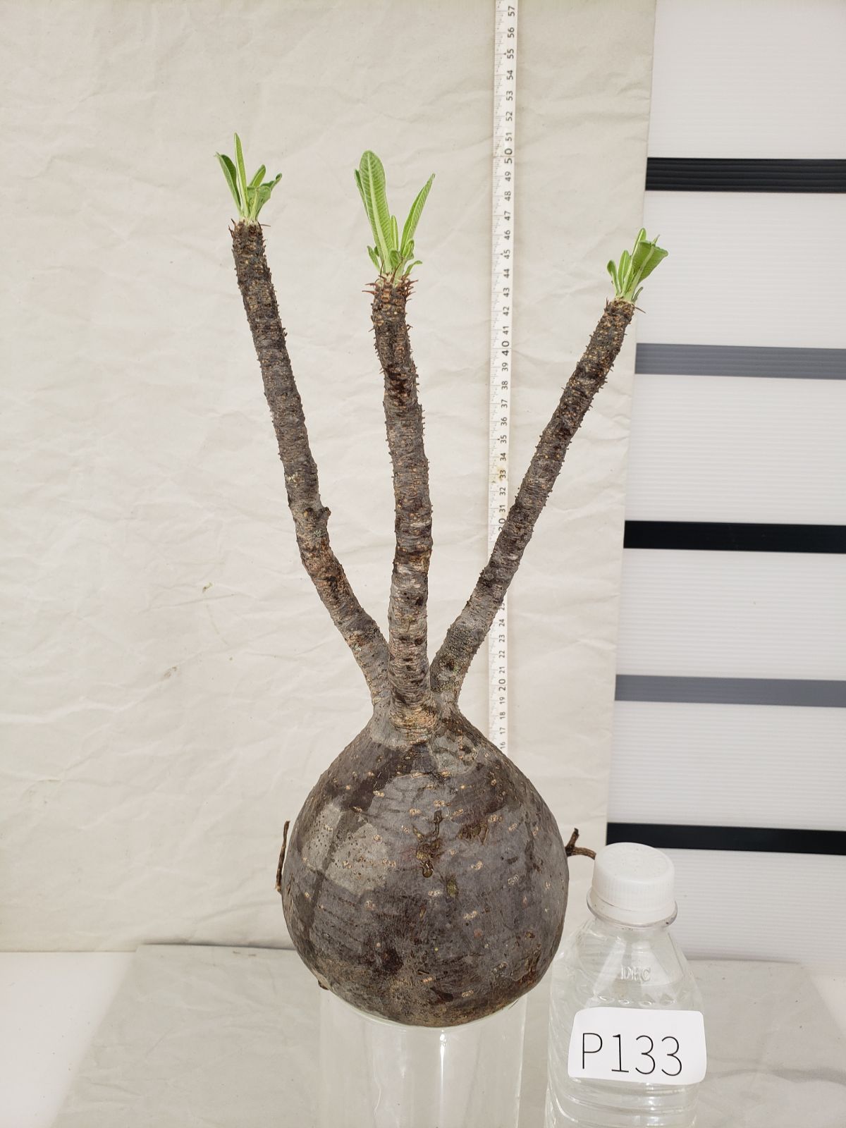 P133【最新到着】Pachypodium グラキリス（M)（現地球・抜き苗）【塊根植物】 - メルカリ