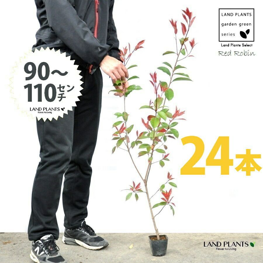レッドロビン 3.5号 苗木 24本 高さ90～110cm 苗 苗木 苗ポット セイヨウカナメ カナメモチ 生垣