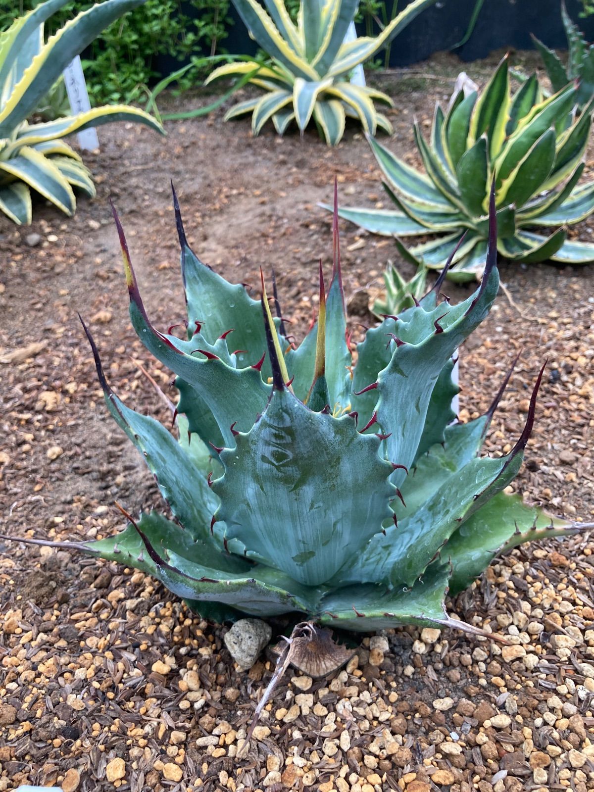 【抜き苗】シャウィー×ポタトラム・コロナ・デル・ディアブロ 美株（250912）