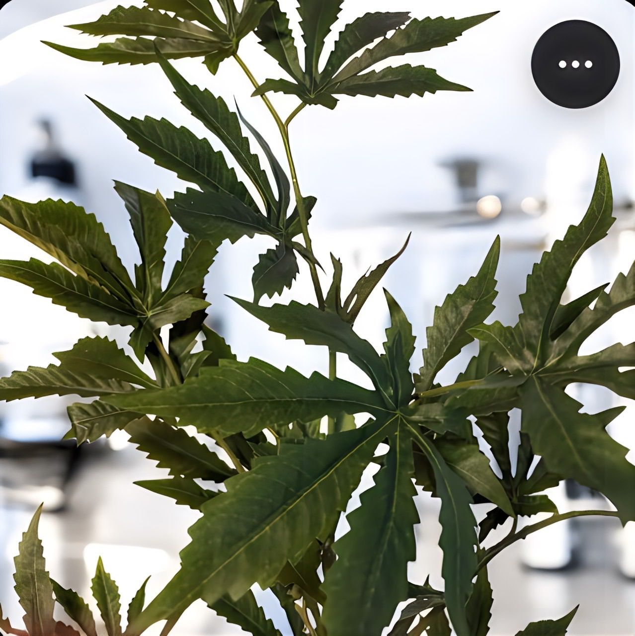 光触媒 フェイクグリーン マリファナ 人工観葉植物 大麻 造花 草 CBD 916