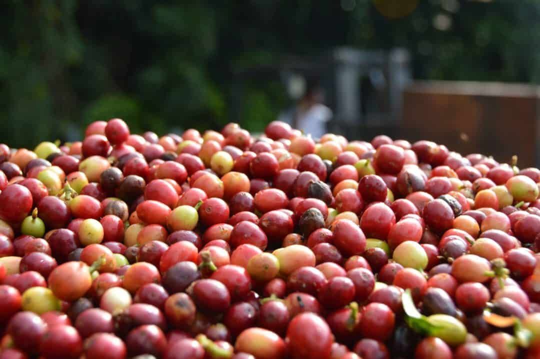 ROYAL KONA