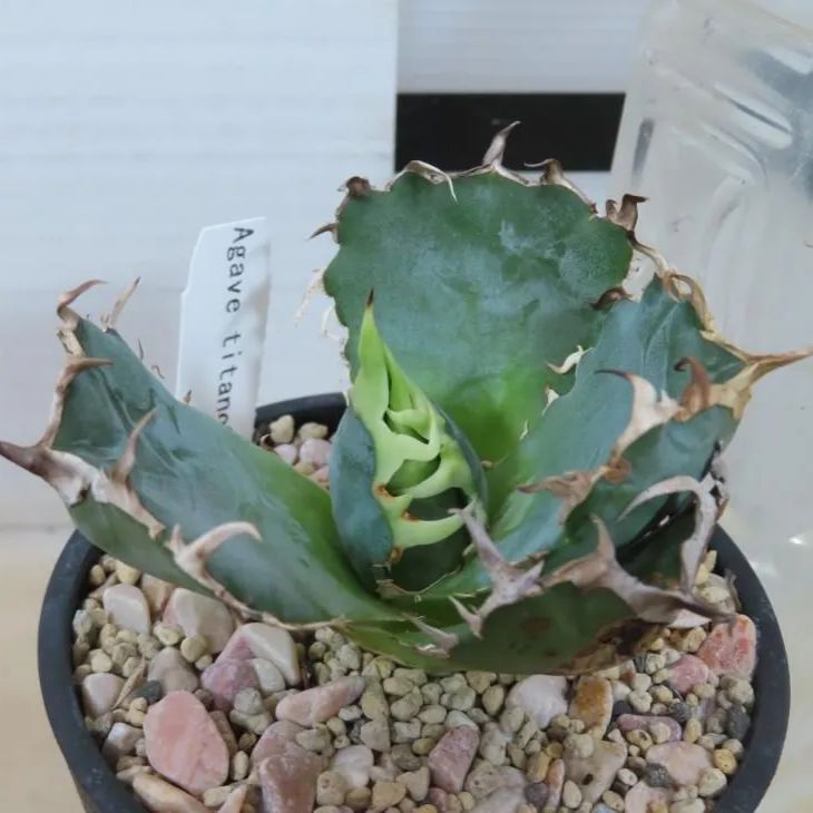 4643 「多肉植物F」アガベ チタノタ 白鯨 【発根・多肉植物・Agave Titanota White Whale】 - メルカリ