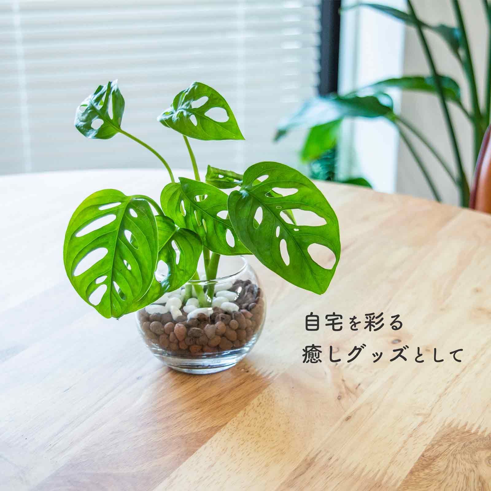 モンステラ マドカズラ ハイドロカルチャー 室内観葉植物 虫が湧きにくい メルカリshops