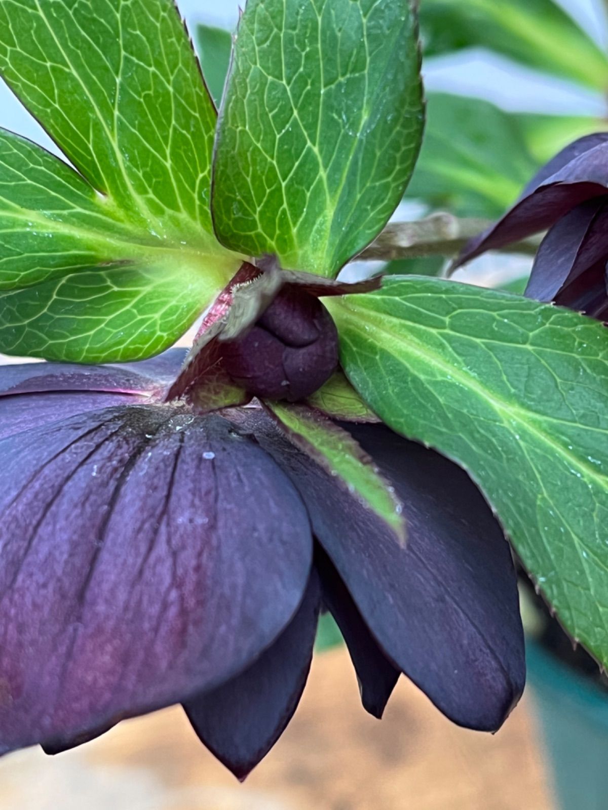 ⭐︎　ブラックローズのみ クリスマスローズ苗開花株 ダブル.ブラックスワン4号 - メルカリ