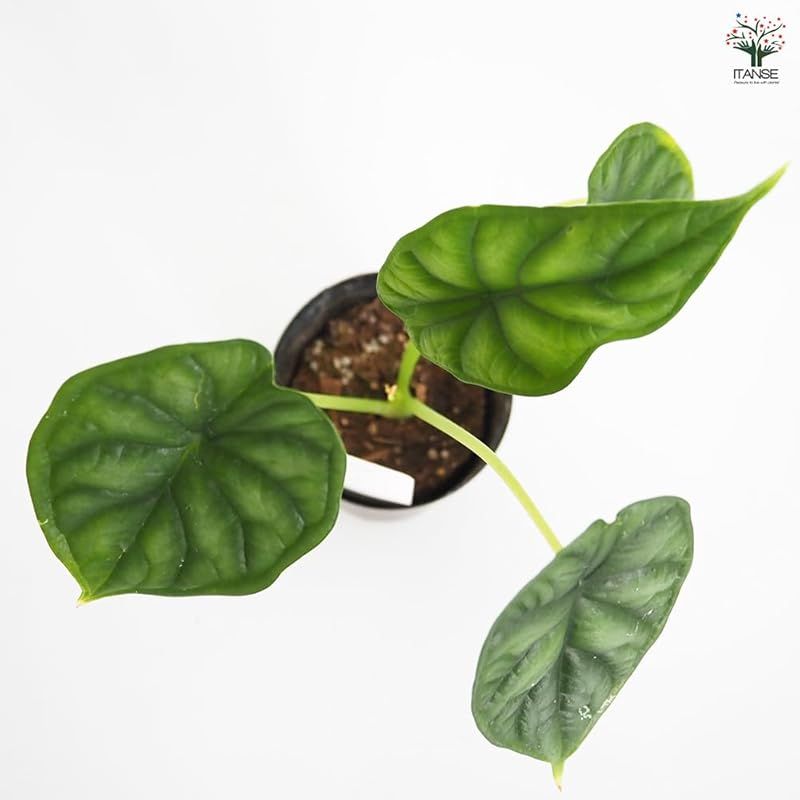 ＩＴＡＮＳＥ アロカシア ドラゴンスケール 3号 2個セット 観葉植物 学名 Alocasia baginda Dragon Scale タイプ サトイモ科 非耐寒性多年草 東南アジア原産 ドラゴンの鱗を思わせる立体的な葉脈 光沢のある深緑色の葉 YUZUMIYA_COM