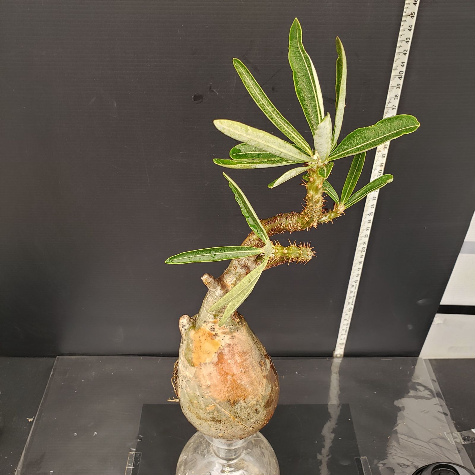 Pachypodiumパキポディウムグラキリス まん丸 迷彩肌 現地球 発根済 title『パキポディウム グラキリス 現地球 良型 抜き苗発送 2020