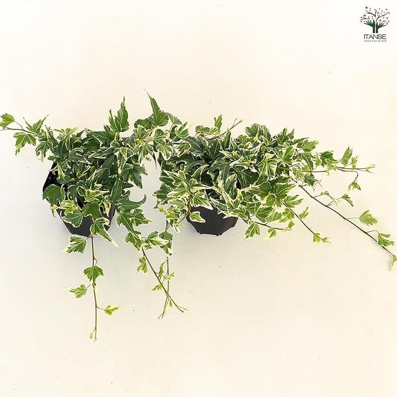 品種で選べる観葉植物