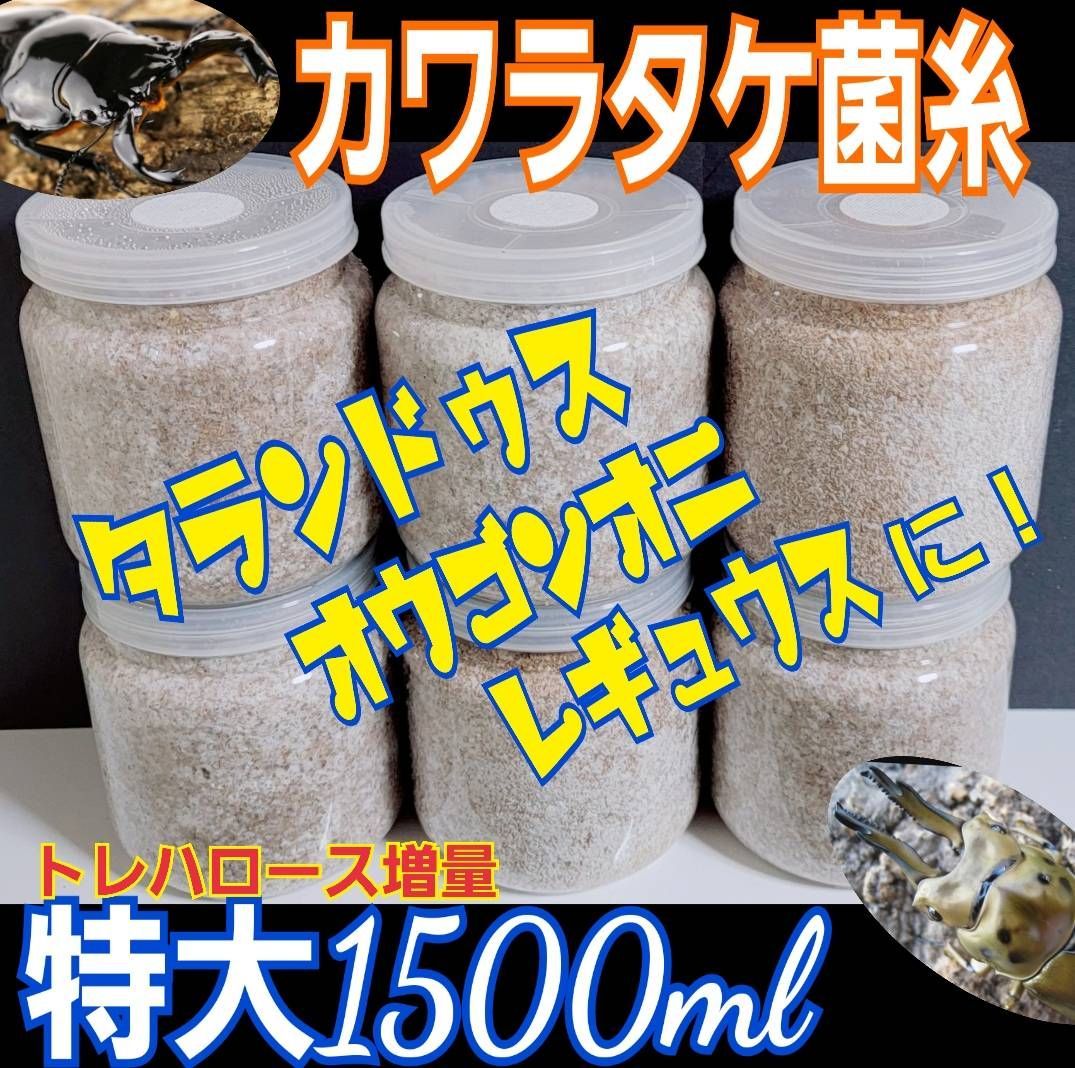 極上！カワラタケ菌糸瓶 デカイ！1500ml【5本セット】特殊アミノ酸強化
