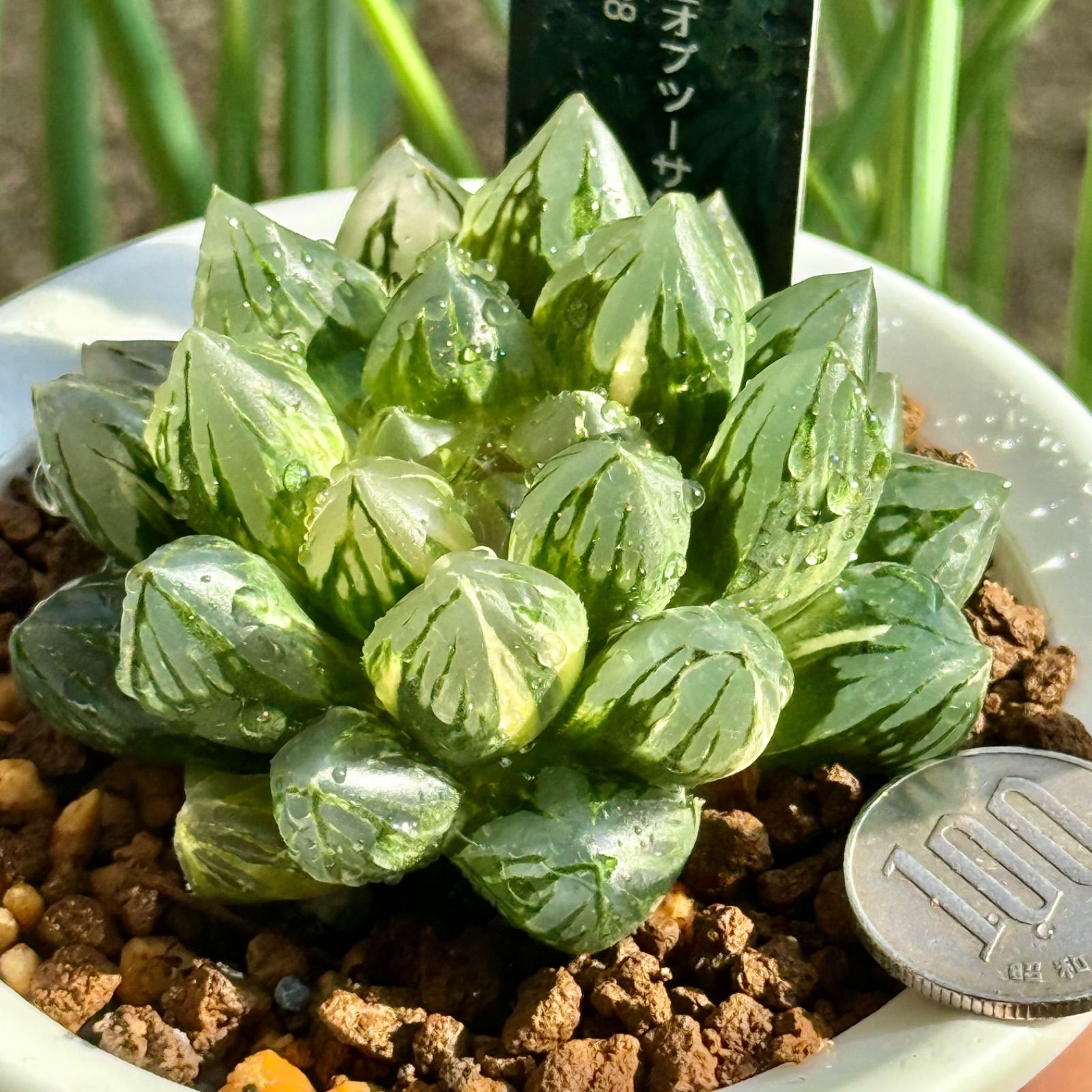 実生オブツーサ錦 親株 極上斑 H1308