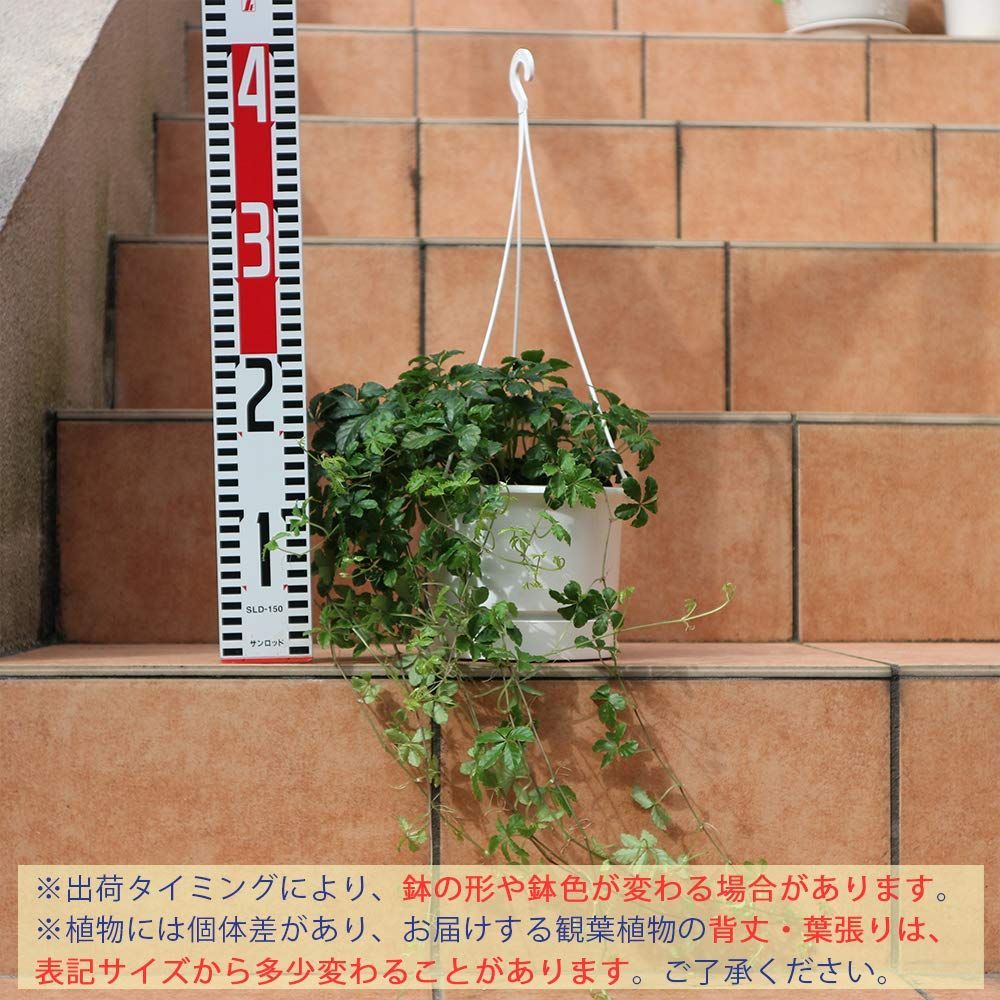 爽やかな常緑つる性植物で