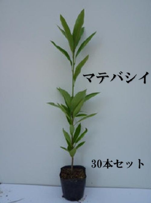 30本セット マテバシイ樹高0.5m前後10.5cmポット