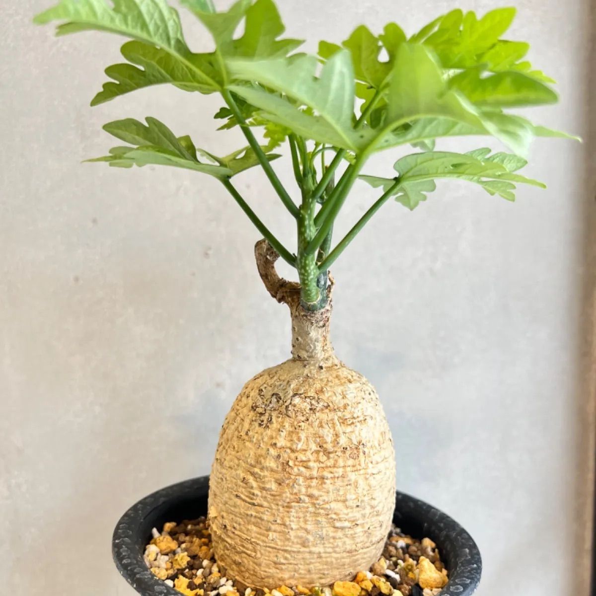 アデニア ペリエリ 現地株 発根済み - 植物/観葉植物