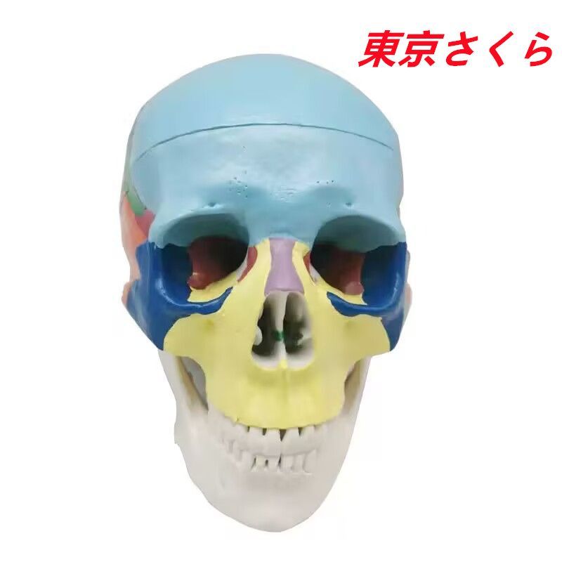 歯科用 頭蓋骨模型 | 頭蓋骨模型 歯科 学校 病院 教材用 (white) | BIMU | 人体模型・解剖モデル
