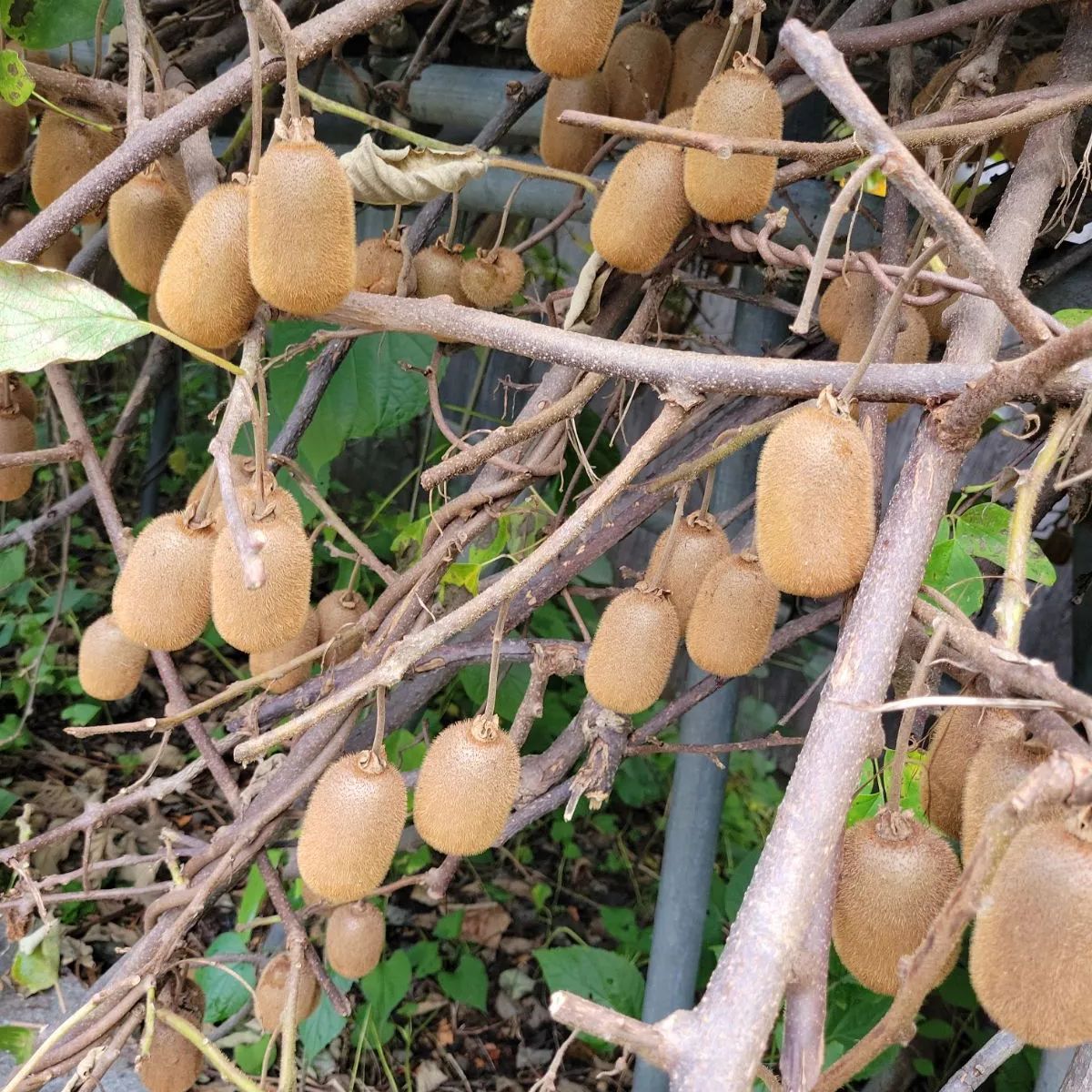 青森県産 無農薬 🥝キウイフルーツ🥝 - メルカリ