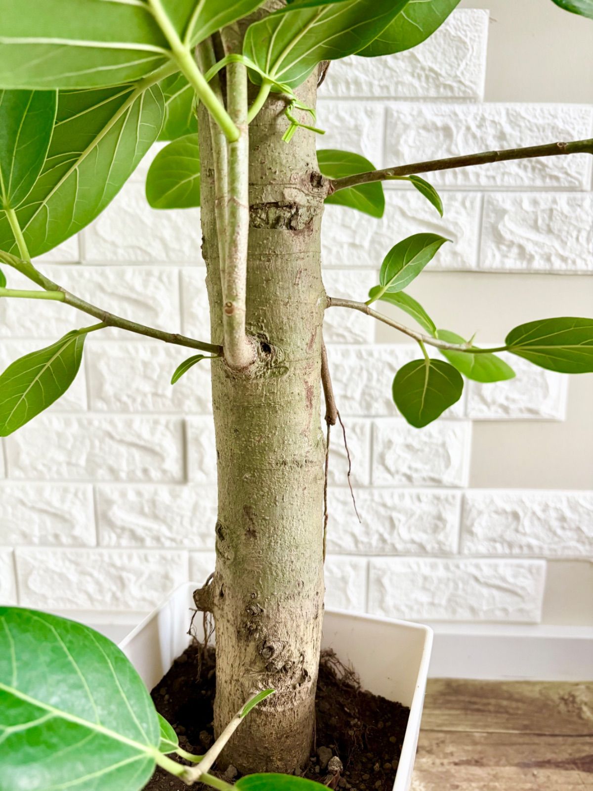 フィカスベンガレンシス⭐️太幹 - メルカリ