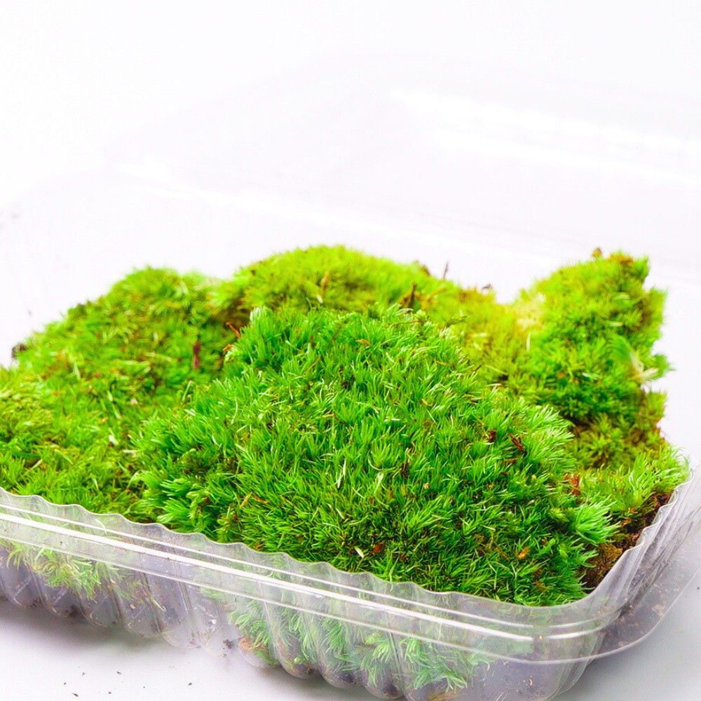 高原の苔】ホソバオキナゴケ シラガゴケ ヤマゴケ 苔テラリウム 苔