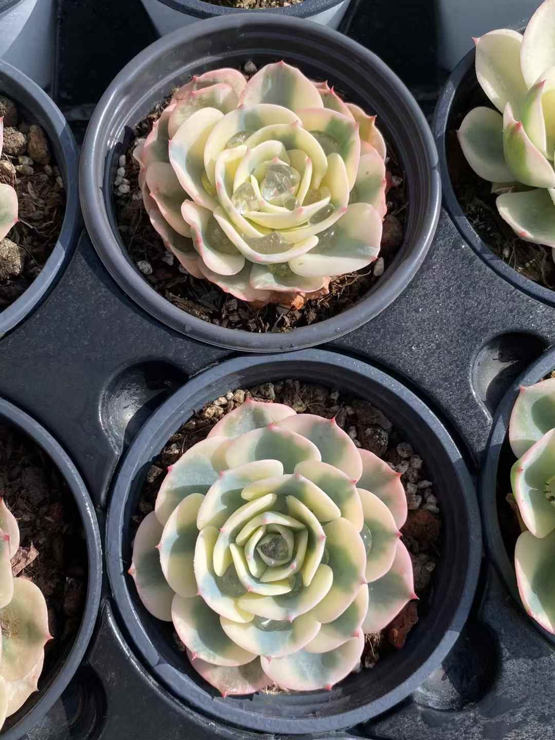 12株の抜き苗セット】パルファム老木群生 多肉植物 佐川急便発送