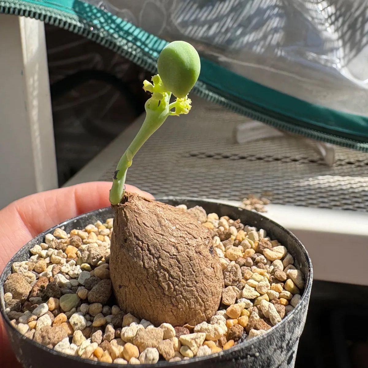 種付けStephania Erectaステファニア エレクタ6cmくらい発根済み