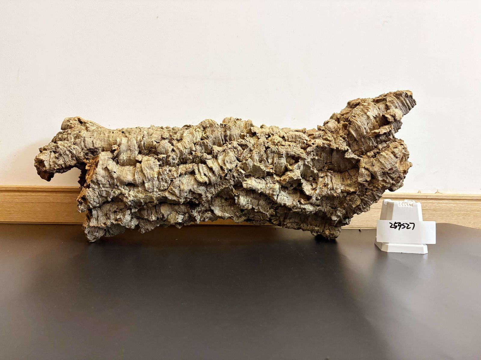 259S27 ポルトガル産 キャノンコルク コルク樹皮 コルク板 バージンコルク チランジア ビカクシダ 着生ラン 両生類 爬虫類