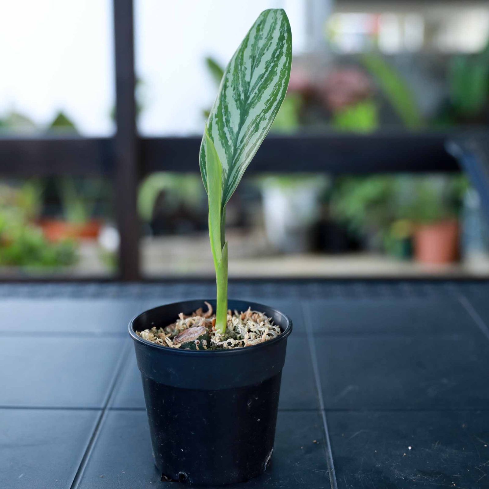 アグラオネマ ニティドゥム カーティシー Aglaonema Nitidum Curtisii - メルカリ