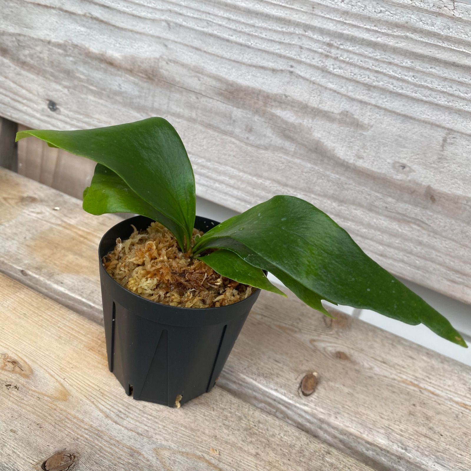 P. Flamenco (hillii x coronarium) ビカクシダ 初上陸」ビカクシダhillii x coronarium Flamenco - メルカリ