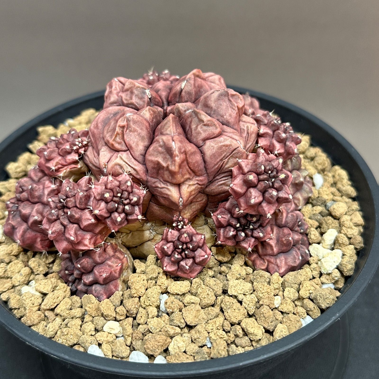 ギムノカリキウム デイドリーム