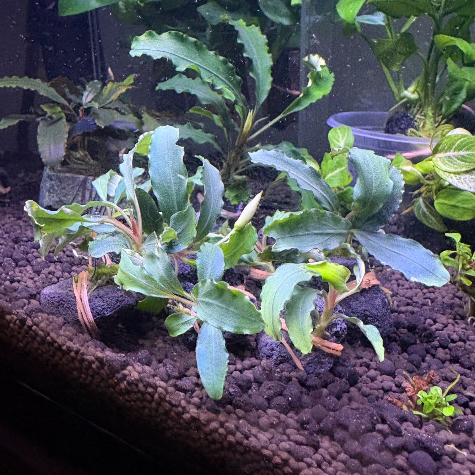 ブセファランドラSP ティアグリーン 水中葉 1株 - メルカリ