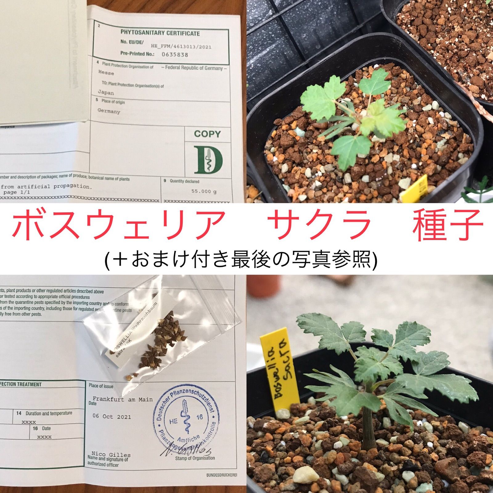 ボスウェリア サクラ 実生 おまけ付き