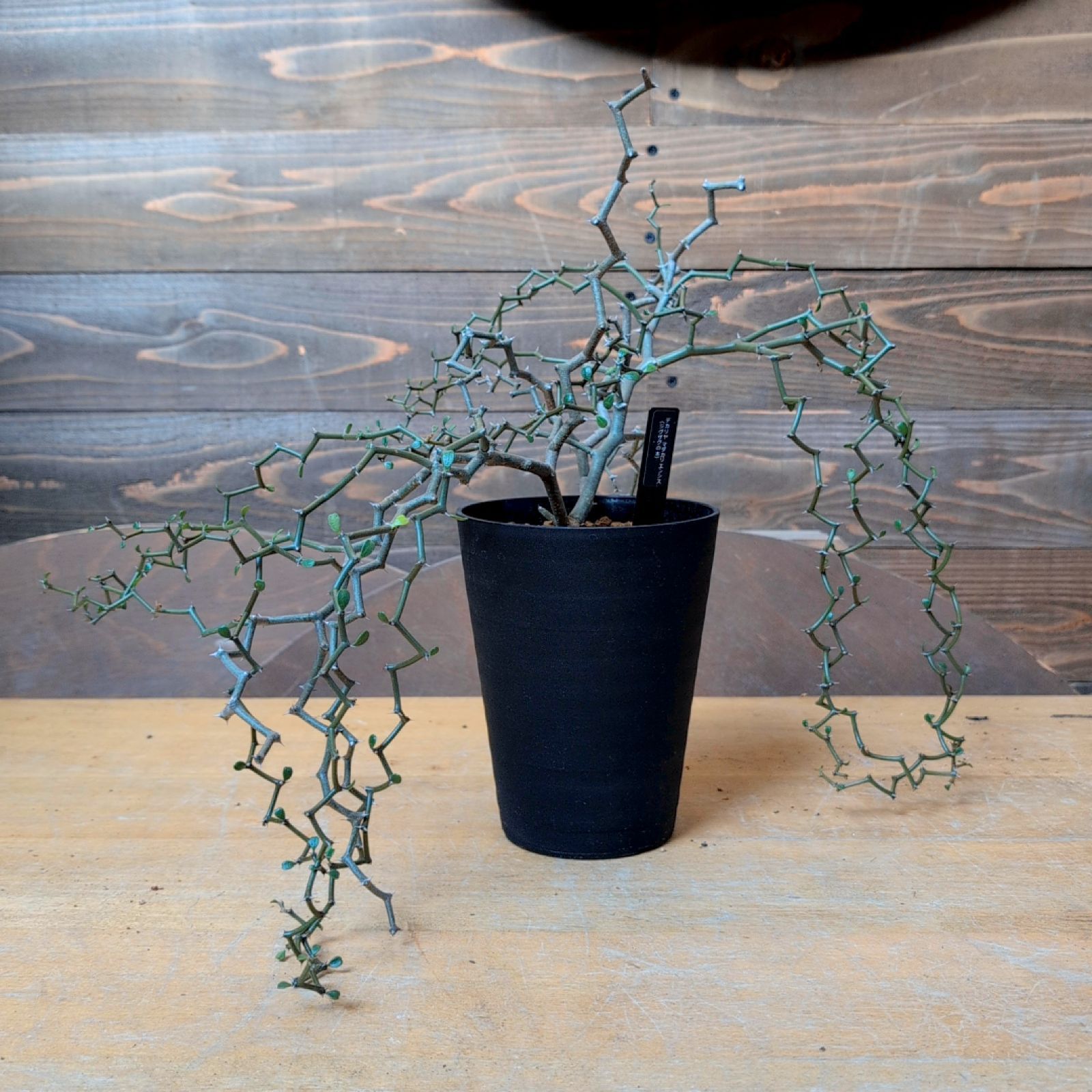 デカリア マダガスカリエンシス【 ジグザグの木 ショップ 】鉢のまま