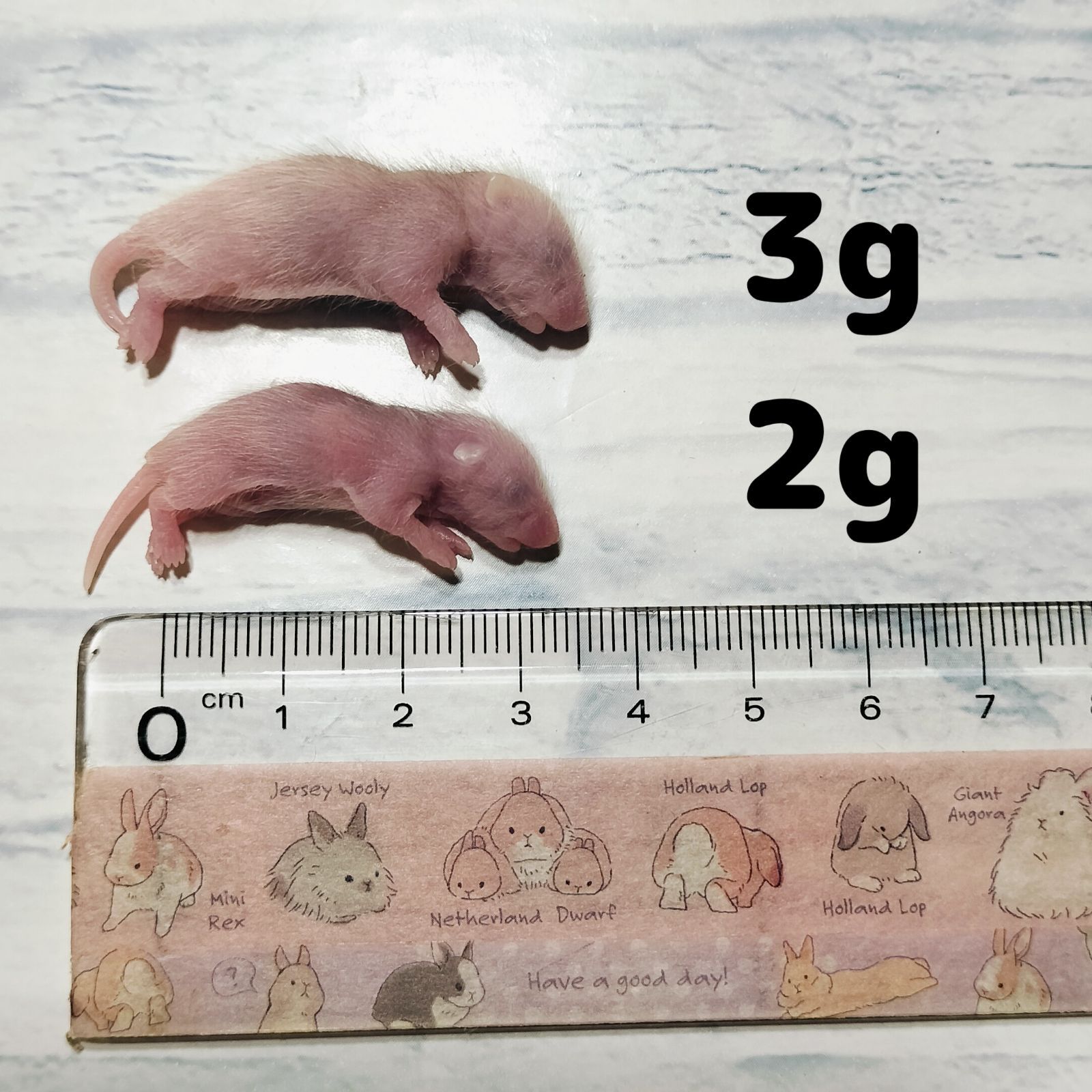 ✨冷凍ヤワゲネズミ✨お好きなサイズでご注文できます！ 爬虫類のエサ 冷凍ヤワゲネズミ ピンク 2〜3g 10匹 - メルカリ