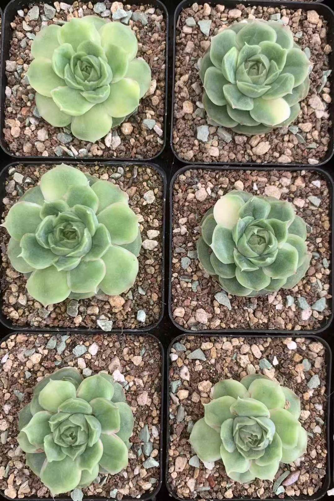 佐川急便発送 エケベリア