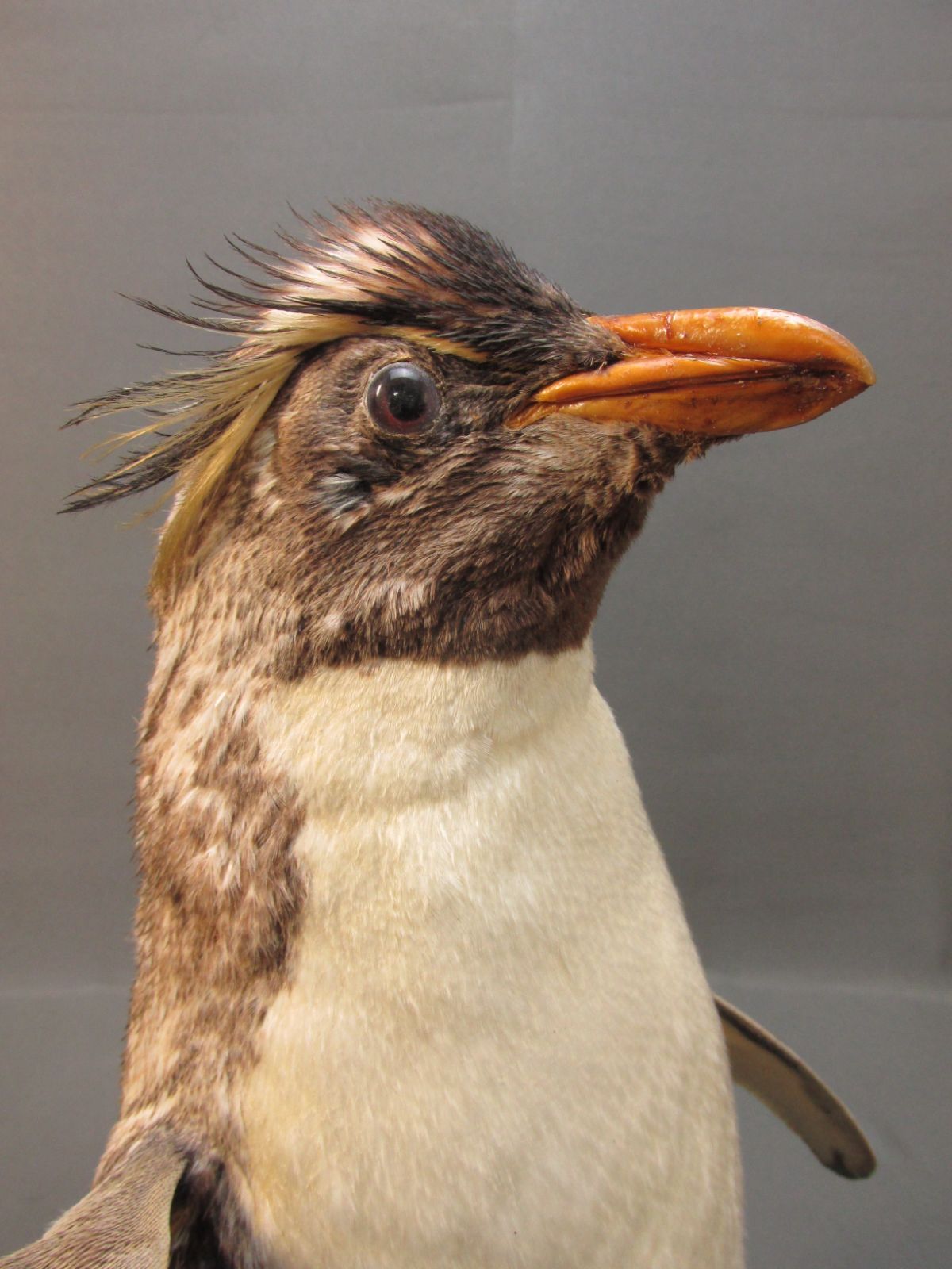 イワトビ ペンギン 本物 剥製 身長39cm - メルカリ