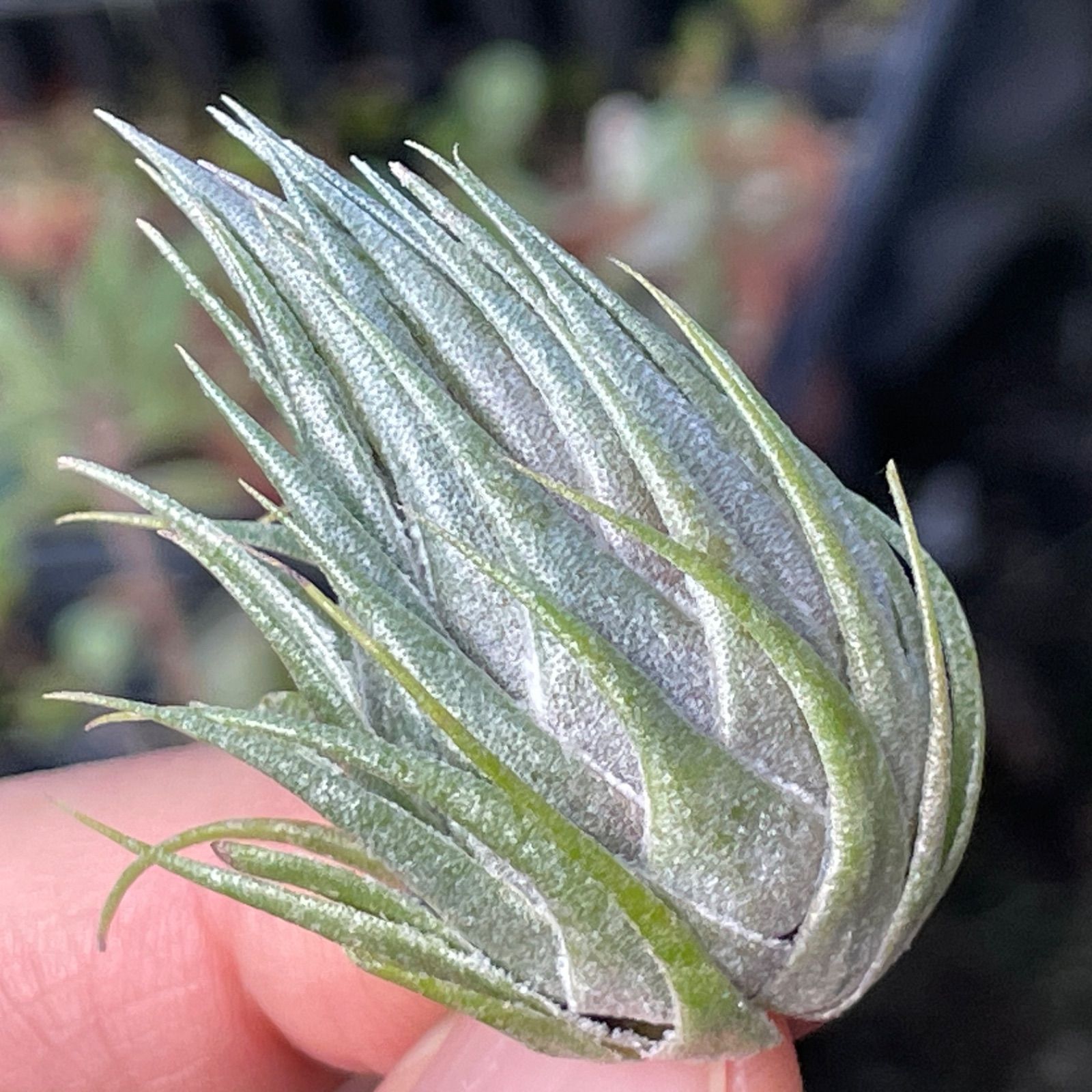 φ4×5]メタリックな光沢のあるしずく型＊チランジア カウツキー