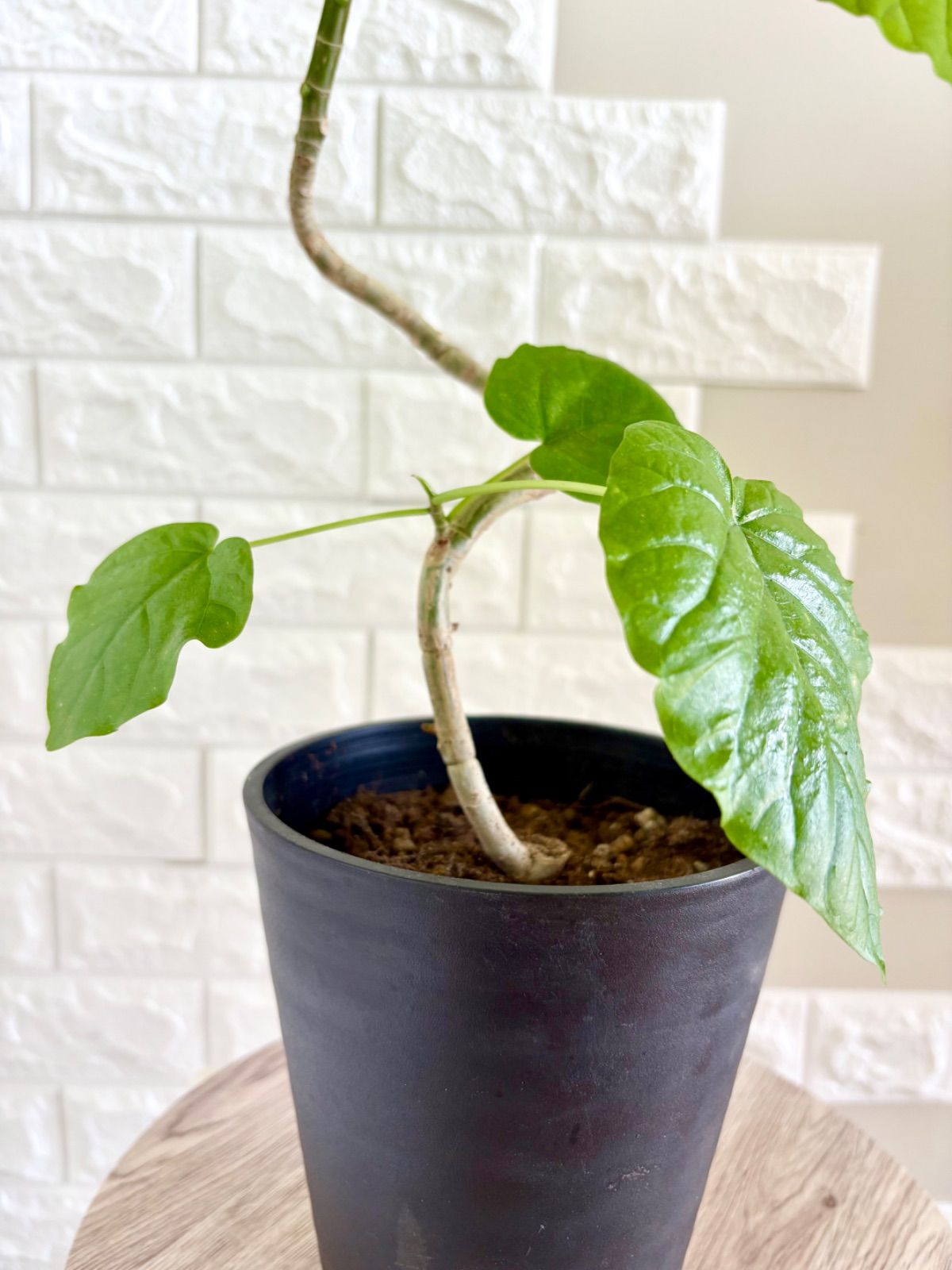 フィカスウンベラータ⭐️曲がり