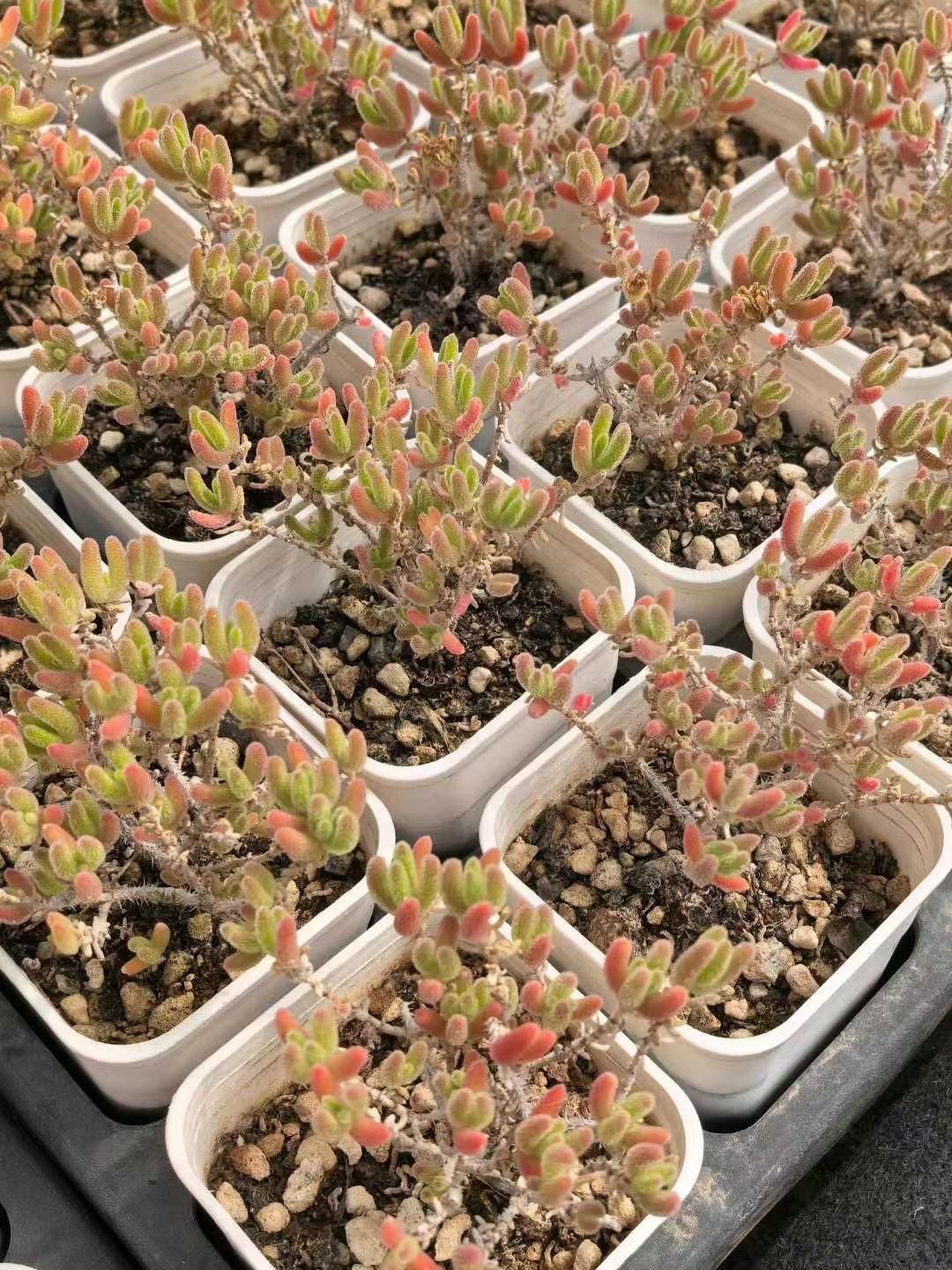 優選美苗　多肉植物　ドロサンテマム　キラキラ　アイスオレンジ　抜き苗　1株 優選美苗 多肉植物 ドロサンテマム キラキラ アイスオレンジ