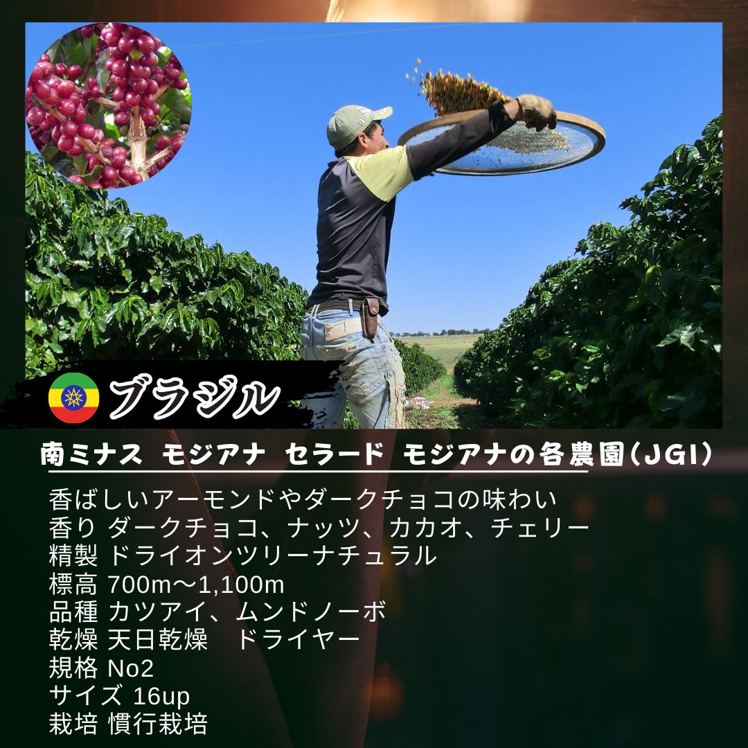 お徳用 ブラジル ドルチェ チョコラーダ 新鮮厳選 炭火自家焙煎