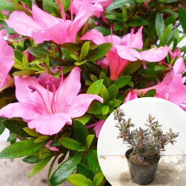 25本 25